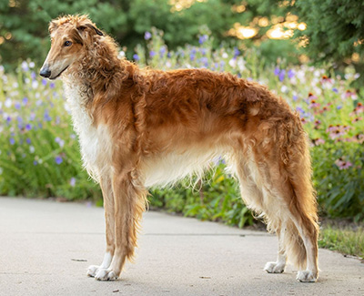 Top Versatility Borzoi 2023